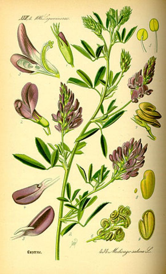 Botanische Illustration der Luzerne von O. W. Thomé, 1885.