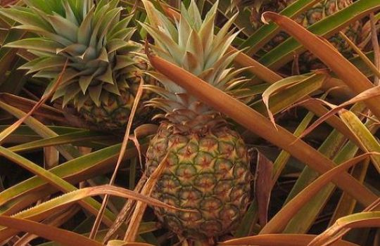 Reife Ananas wächst als Frucht auf dem Boden.