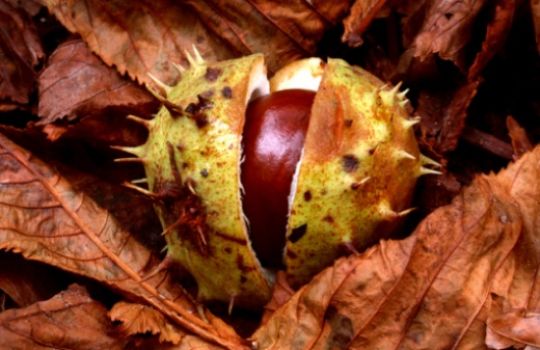 Die Rosskastanie ist im Herbst am Waldboden zu finden.