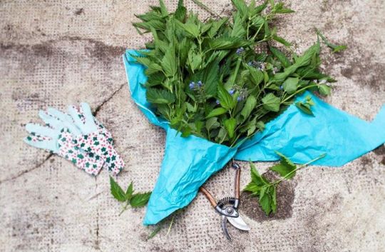 Ein Bund Brennnesseln in blauem papier, daneben Gartenhandschuhe und -schere.