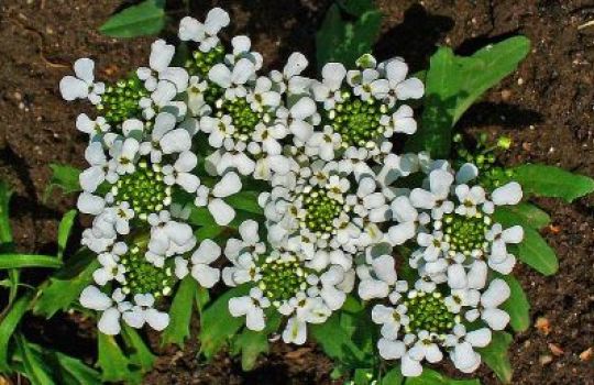 Die bittere Schleifenblume mit ihren weißen Blüten wächst am liebsten in Löss- oder Lehmböden.