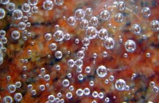 Kleine Sauerstoffbläschen sind unter Wasser zu sehen.