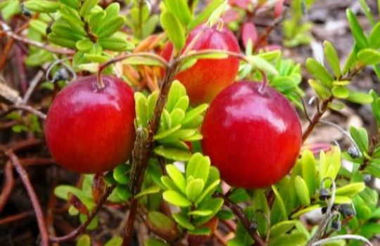 Die roten Früchte der Cranberry stechen aus dem Blätterwerk hervor.