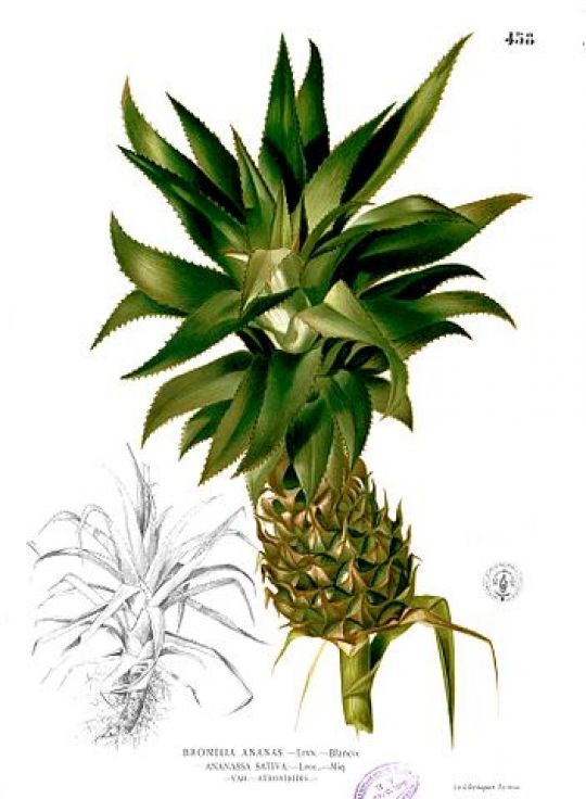 Illustration der Ananaspflanze