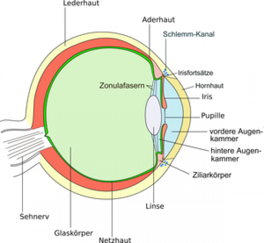 Schemazeichnung Auge