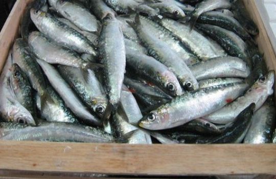 Fische in einer Kiste zum Verkauf – sie enthalten Ubiquinol.