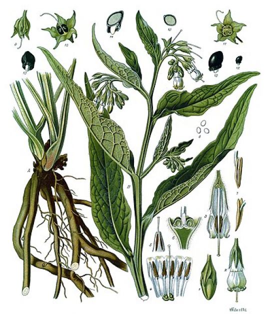 Botanische Illustration des Beinwells