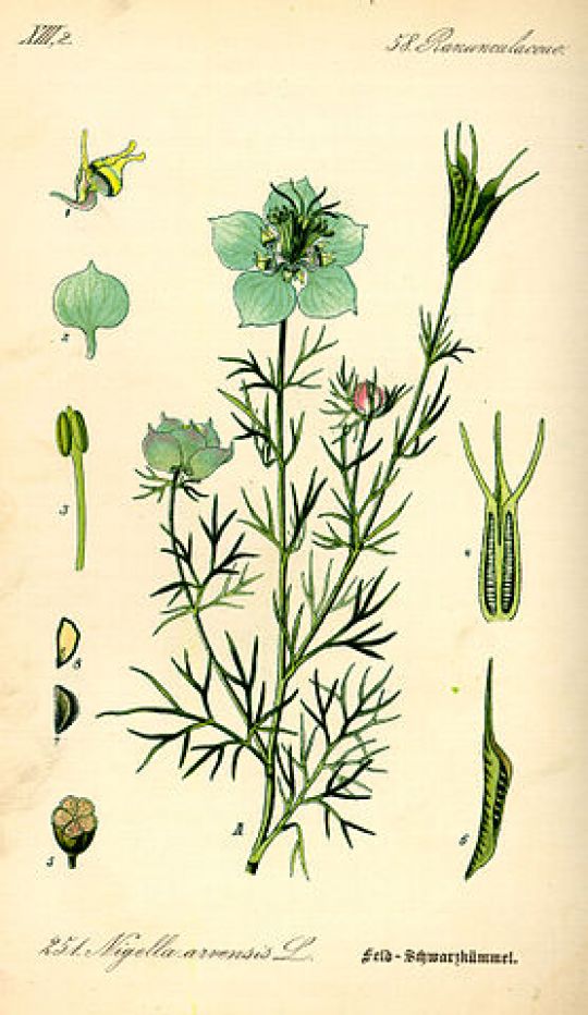 Botanische Illustration des Schwarzkümmels von O. W. Thomé, 1885.