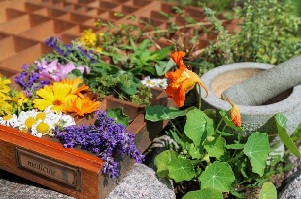 Heilpflanzen wie Lavendel, Kapuzinerkresse, Kamille und Ringelblume im eigenen Garten.