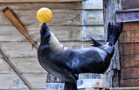 Seelöwe macht ein Kunststück und balanciert einen Ball auf der Nase.