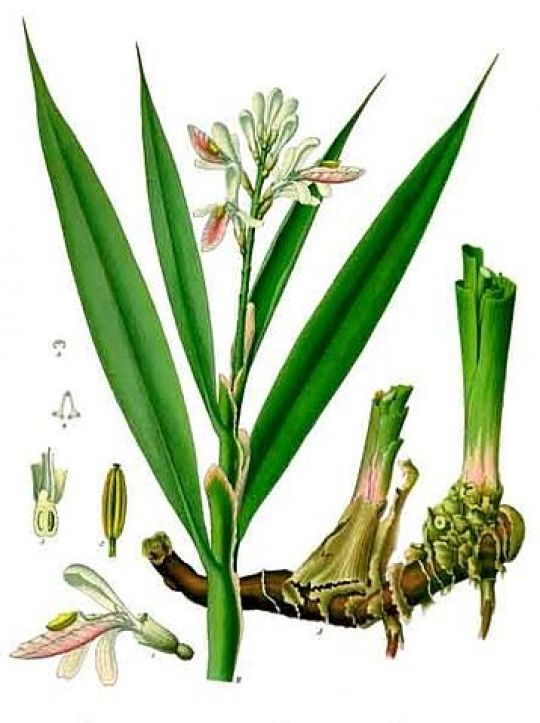 Botanische Illustration des Galgants