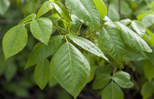 Giftsumach (Rhus toxicodendron) hat ein dreiteilig gefiedertes Blatt.