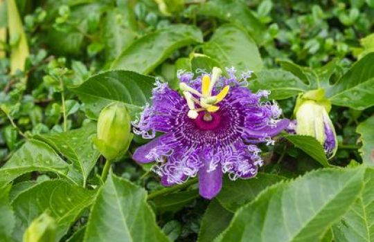 Nahaufnahme einer Passionsblumenblüte.